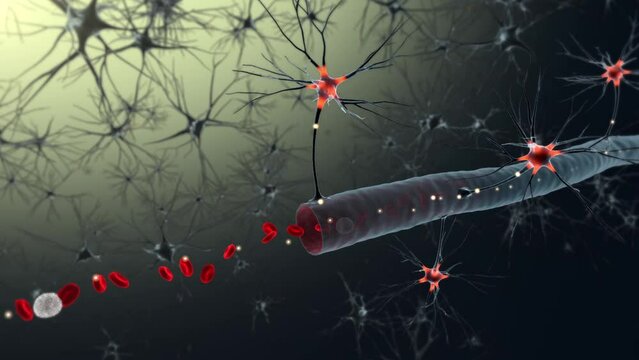 Body neurons and red blood cells in a 3D animation