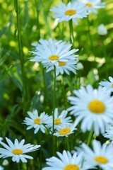 Obraz na płótnie Canvas Letni ogród z margaretkami. Kwiaty na lato i słoneczną pogodę. Ogród