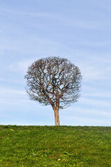 Fototapeta na wymiar single tree in a field against the backdrop of a blue sky