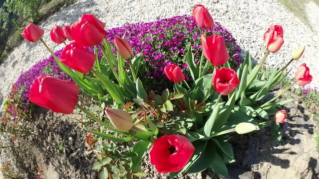 Timelapse and Panorama 204 - garden scene with red tulips. Flowers bloom at an accelerated pace on sunny spring day.