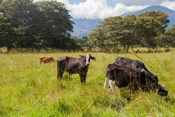 Picture of bulls in a green jungle field in a sunset. Concept of animals and nature.