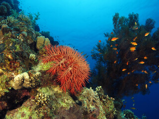A Crown of Thorns starfish Acanthaster planci 