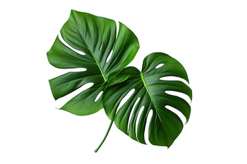 monstera leaves on isolated white background
