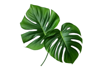 Stickers pour porte Monstera monstera leaves on isolated white background