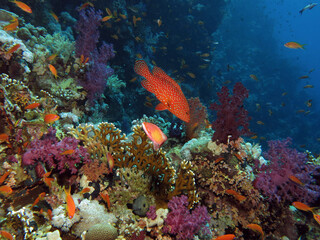 A coral hind Cephalopholis miniata on a diverse Red Sea coral reef 