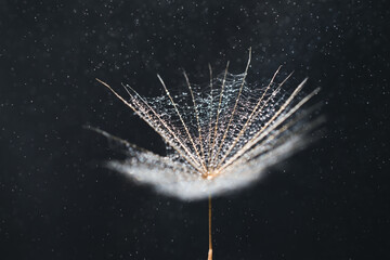 Dandelion seed with waterdrops on dark background with flying raindrops. Soft selective focus...