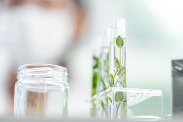 botany science laboratory, green plant experiment for medicine biology or biotechnology, scientist research an organic nature leaf in genetic chemistry for agriculture technology, growth test in glass