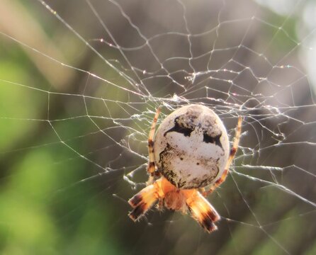 Spider on web. Araneus quadratus