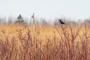 Red-winged black bird in field