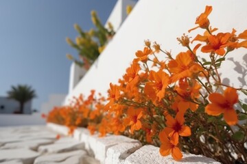 orange flowers at a white wall, Frontal View of Orange Flowers on a White Wall, Embracing Naturalistic Shadows and the Charm of Mediterranean Landscapes