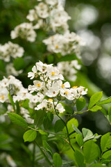 white flowers in the park