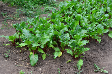 green beetroot plants on the garden bed organic farm  