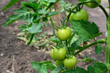 green tomatoes on the plant in the garden isolated close up 