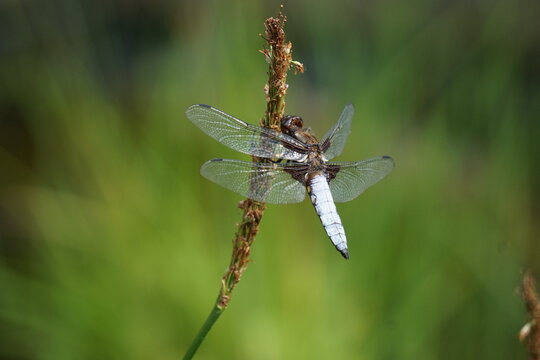 Ważki (Odonata) &ndash; rząd drapieżnych,  owad&oacute;w wodnych, o przeobrażeniu niezupełnym, smukłym ciele, dużych oczach złożonych, kr&oacute;tkim tułowiu, silnie wydłużonym odwłoku i dw&oacute;ch parach skrzydeł. 