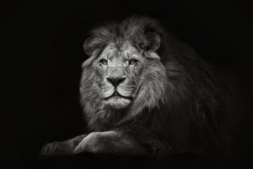 Black and white portrait of a sitting male lion close-up on an isolated black background
