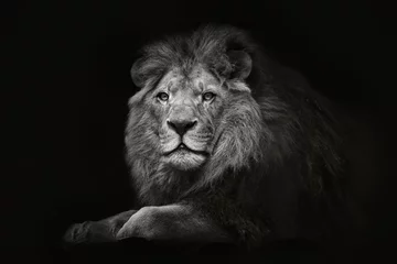 Gordijnen Black and white portrait of a sitting male lion close-up on an isolated black background © George