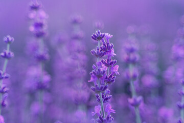 Lavender flower field. Violet lavender field sanset close up. Lavender flowers in pastel colors at blur background. Nature background with lavender in the field.
