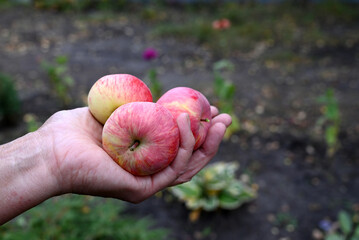 Ripe red apples in your hands. The concept of harvesting.