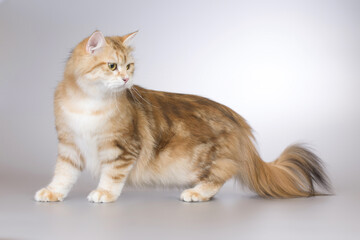 Pretty colored young female of siberian forest cat