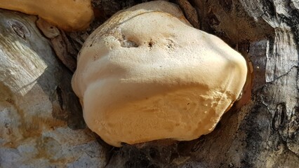 A big fungi on a tree.
