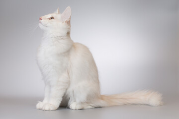 Pretty young male of norwegian forest cat in studio