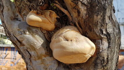 A big fungi on a tree.