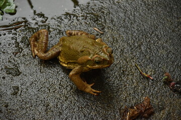 A frog watching the rain.