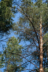 Old pine tree with branches against the blue sky.