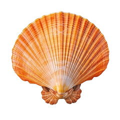 scallop shell (ocean marine animal) isolated on transparent background cutout, generative ai