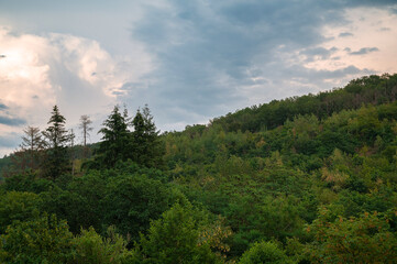 Deciduous forest in summer, landscape with trees in Germany near Trier, Moselle Valley, cloudy sky
