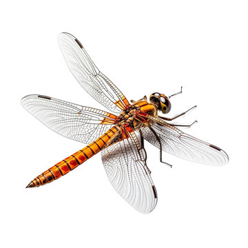 orange dragonfly side view, isolated on a transparent background