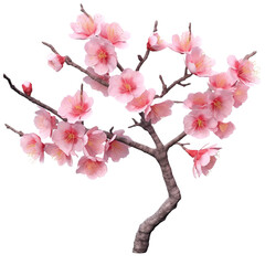 cherry blossom sakura isolated on transparent background cutout