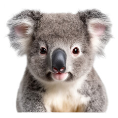 koala face shot, isolated on transparent background cutout, generative ai