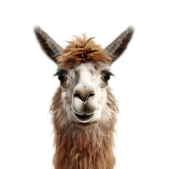 Obraz premium llama face shot isolated on transparent background cutout