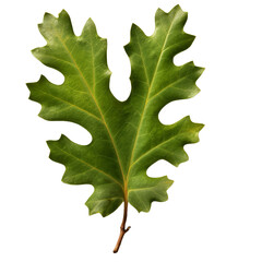 Fototapeta premium oak leaf leaves plant nature foliage stalk green tree transparent background cutout, generative ai