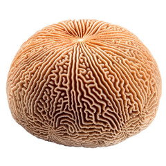 Fototapeta premium brain coral isolated on transparent background cutout, generative ai