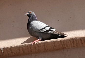 A Feral pigeon (Columba livia domestica) sits on an edge with a nice beige wall background