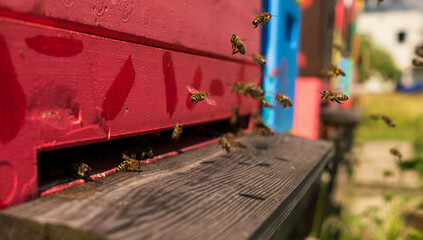 Beehives 2