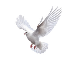 Obraz premium white pigeon flying, isolated on transparent background cutout