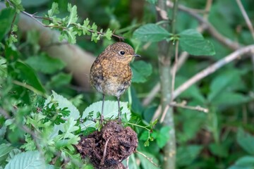 close up portrait of a baby robin erithacus rubecula