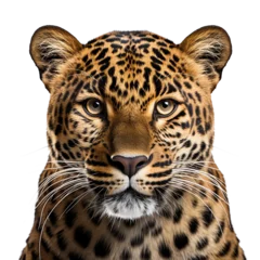 Foto op Plexiglas leopard face shot , isolated on transparent background © Creative Canvas