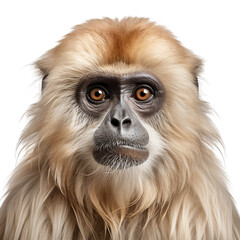 monkey shot face isolated on transparent background cutout