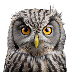 great gray owl face shot , isolated on transparent background cutout , generative ai