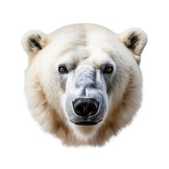 polar bear face shot , isolated on transparent background cutout , generative ai