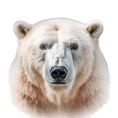 polar bear face shot , isolated on transparent background cutout , generative ai