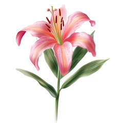 pink lily flower stalk with leaves, isolated on transparent background cutout, generative ai