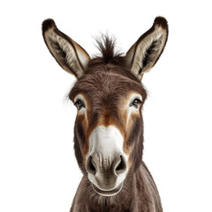 Fototapeta premium donkey face shot isolated on transparent background