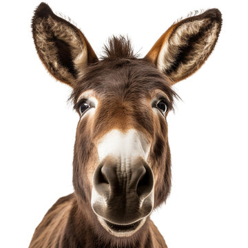 donkey face shot isolated on transparent background cutout, generative ai