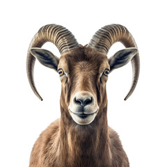 ibex face shot , isolated on transparent background cutout , generative ai