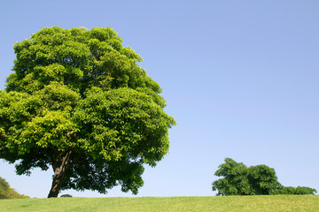 green tree on blue sky background